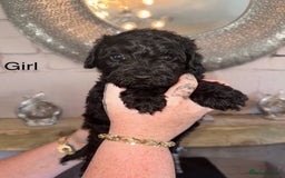 Mixed Breed dogs for sale: 🤎 Miniature Schnauzer X Cockapoo 🤎 - Image 25