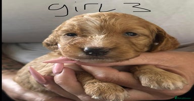 Cockapoo dogs - Advert 1
