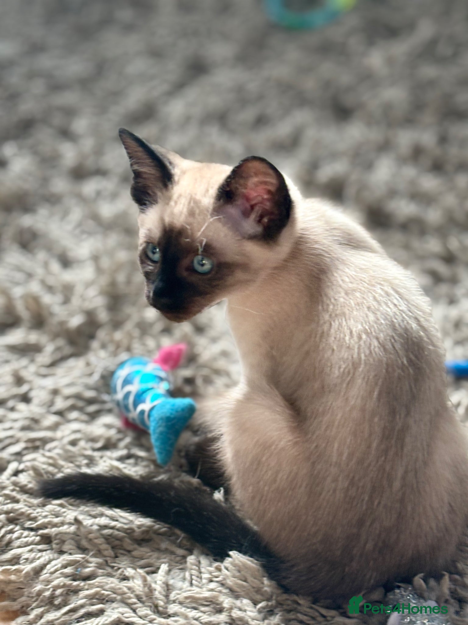 Siamese cats Stunning Siamese kittens  - Advert 10