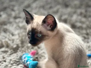 Siamese cats Stunning Siamese kittens available now - Advert 14
