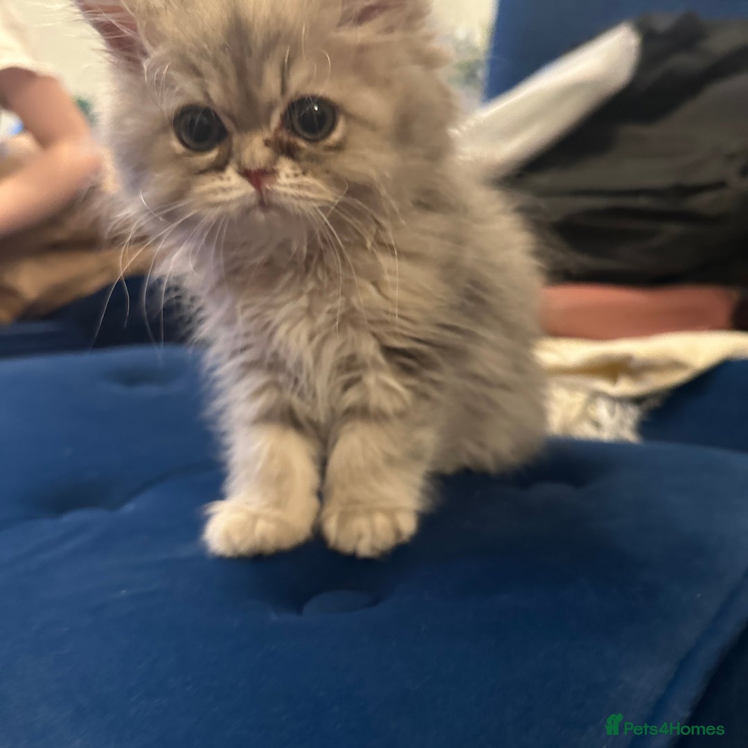 Persian cats for sale: Pure Persian chinchilla kittens  - Image 11