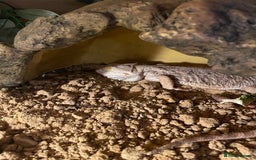 Bearded Dragon reptiles for sale: Lovely Bearded Dragon 6yrs old with complete setup - Image 3