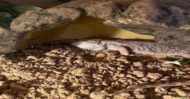 Bearded Dragon reptiles - Advert 14