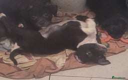 Staffordshire Bull Terrier dogs for sale: Staffy Babies Ready to leave - Image 8