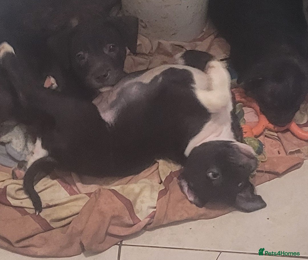 Staffordshire Bull Terrier dogs for sale: Staffy Babies Ready to leave - Image 8