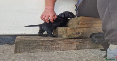 Labrador Retriever dogs - Advert 12