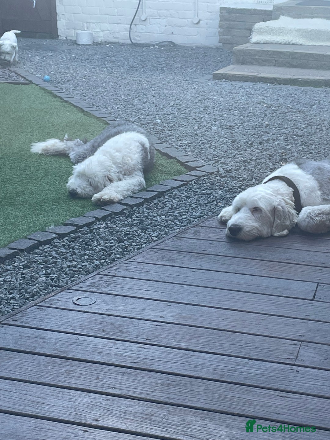 Old English Sheepdog dogs for sale: Old English puppies - Image 9