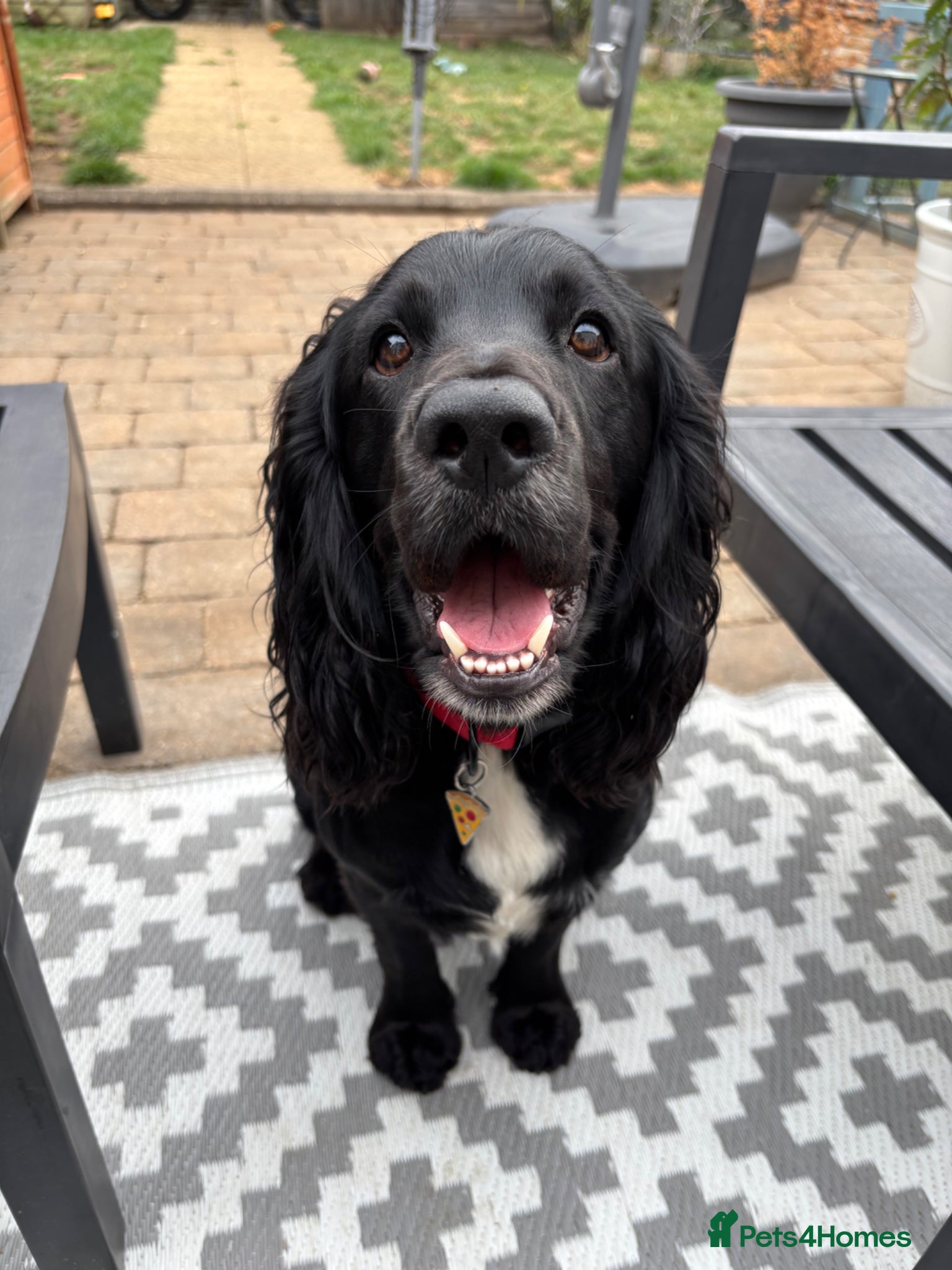 Cocker Spaniel dogs FOR STUD - Advert 17