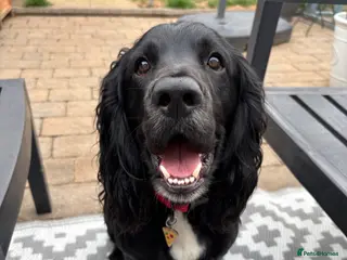 Cocker Spaniel dogs FOR STUD - Advert 17