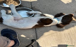 English Springer Spaniel dogs for sale: Doug the springer  - Image 3