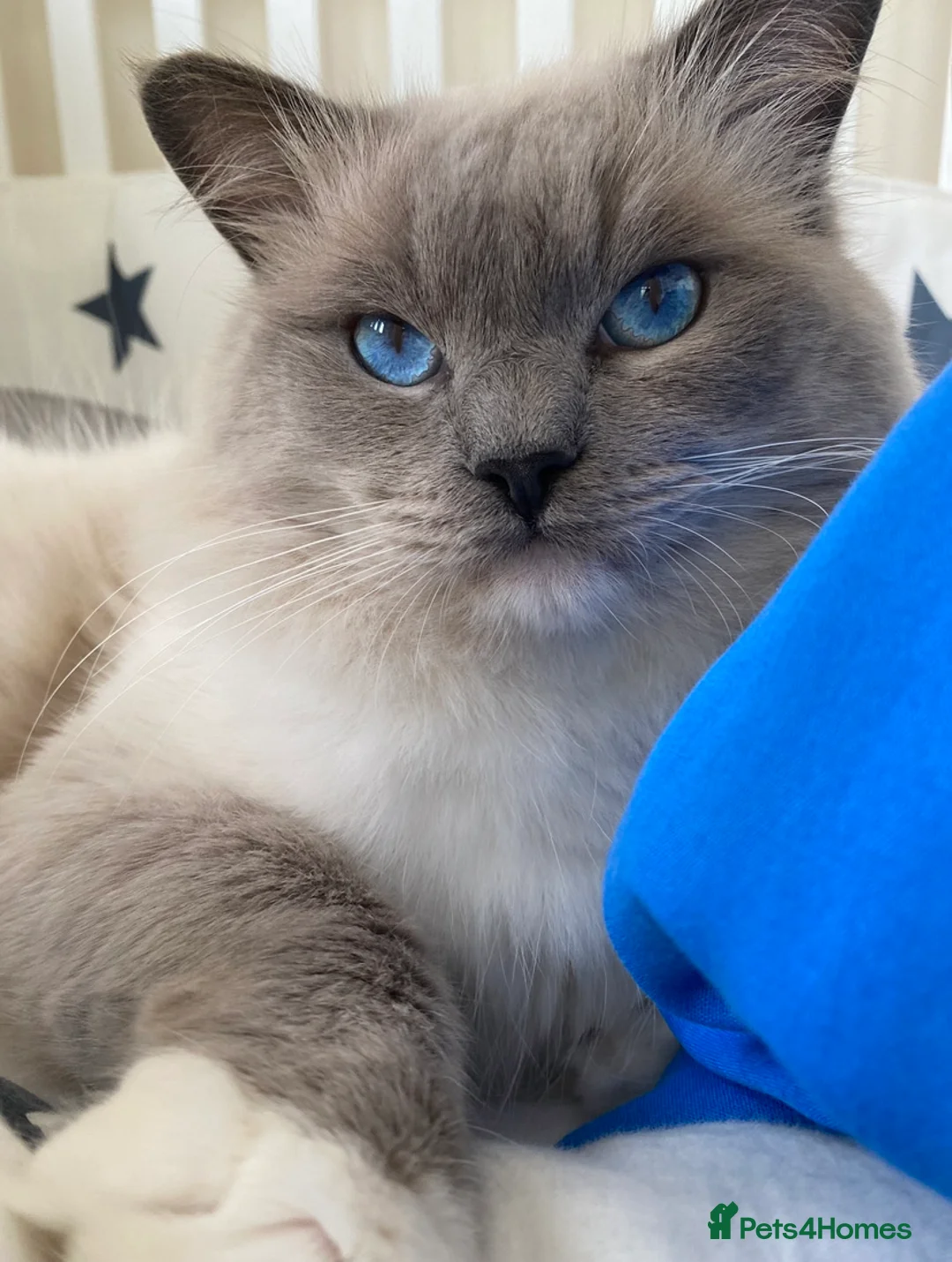Ragdoll cats for stud: G.Champion✅GCCF/TICA Reg✅FIV/FELV/DNA✅Ragdoll stud in London - Advert 12