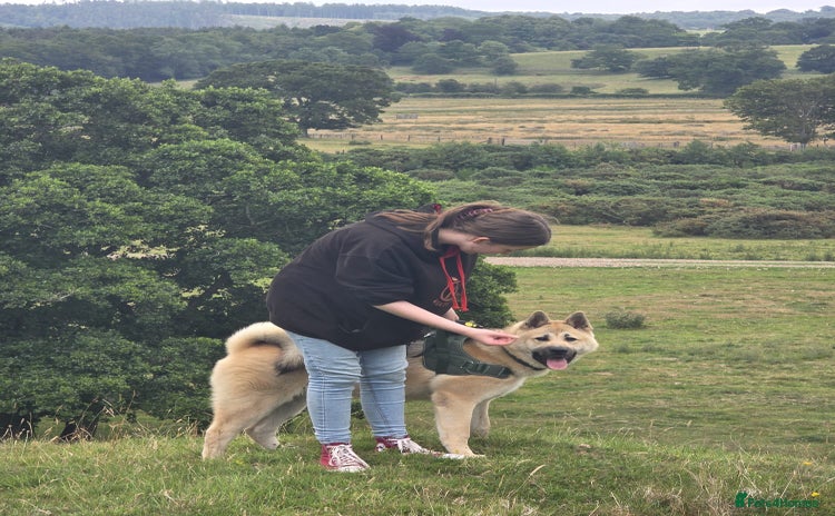 Akita dogs - Advert 1