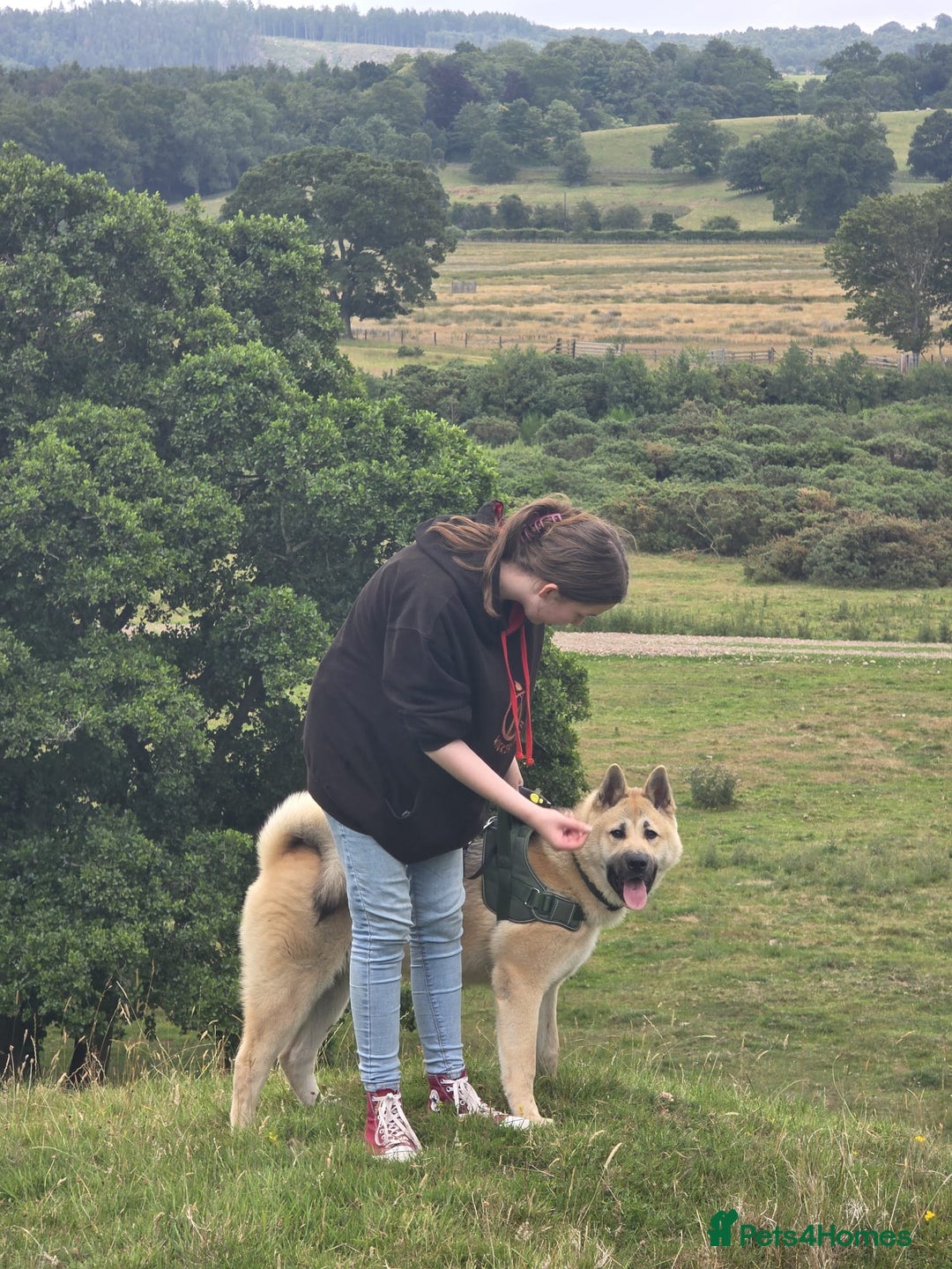 Akita dogs for sale: Male American akita 8 months - Image 1