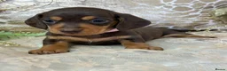 Miniature Dachshund dogs for sale: KC Miniature Smooth Coat Puppies - Advert 16