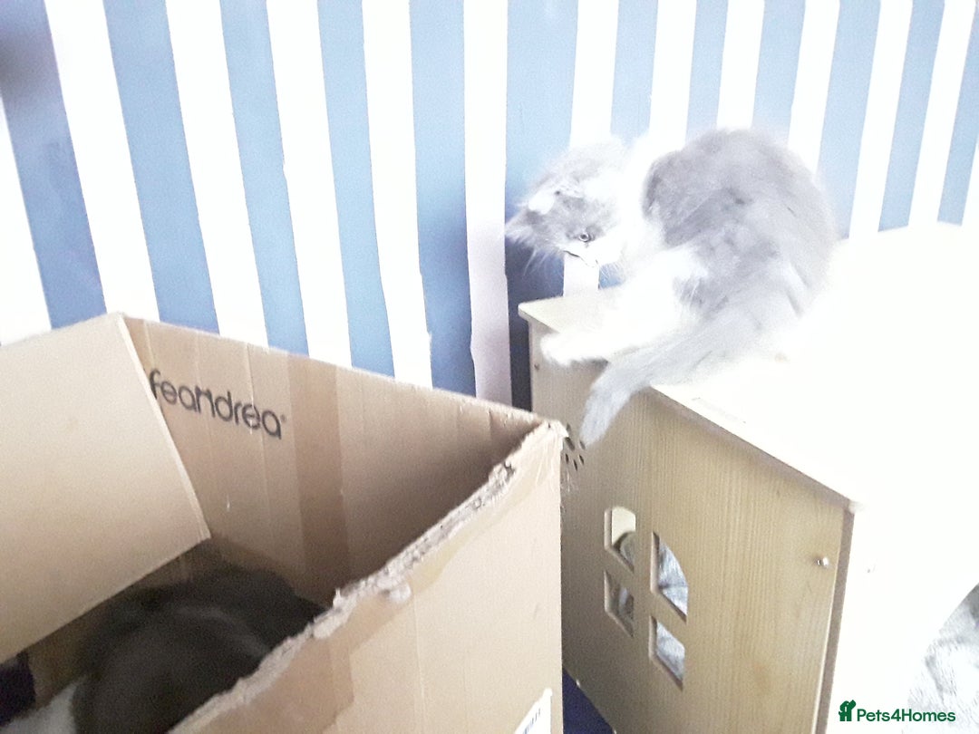 Maine Coon cats for sale: Mainecoon  x ragdolls - Advert 10