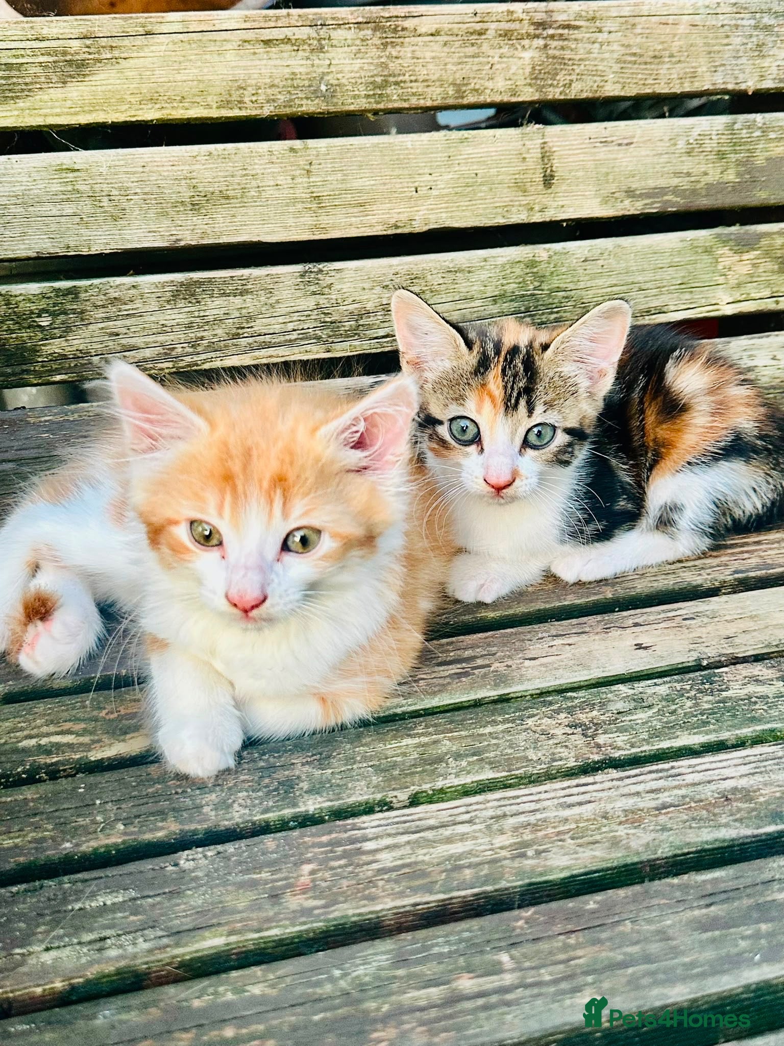 Mixed Breed cats Mixed breed kittens - Advert 5