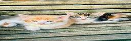 Mixed Breed cats for sale: Mixed breed kittens - Advert 1