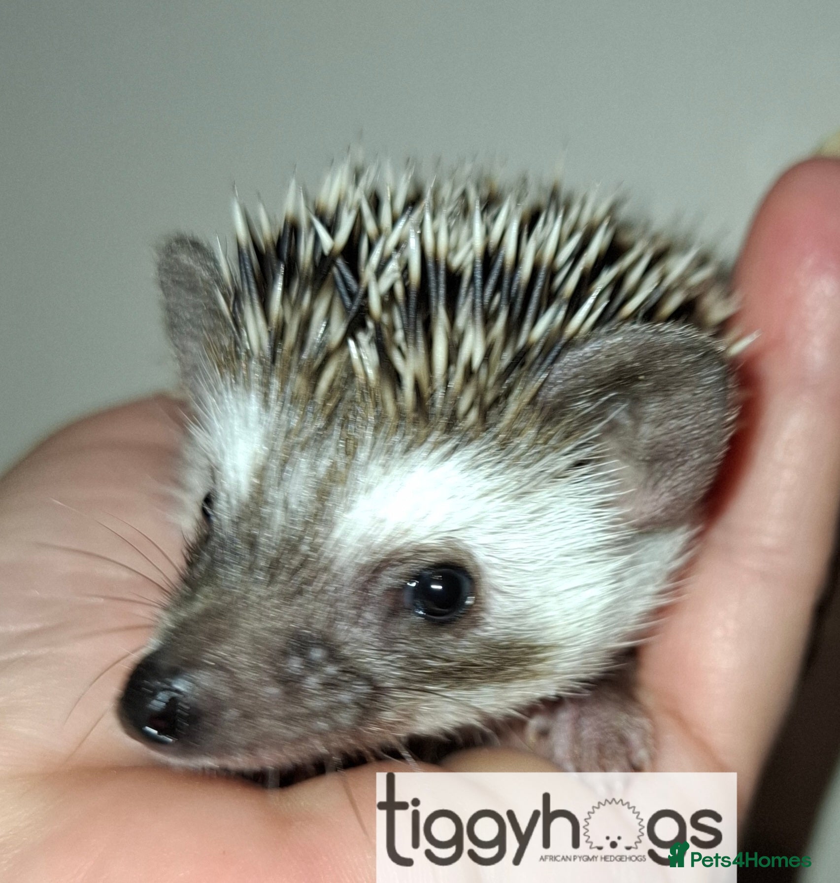Pygmy Hedgehog rodents New pics added 23/4 male and females available  - Advert 2