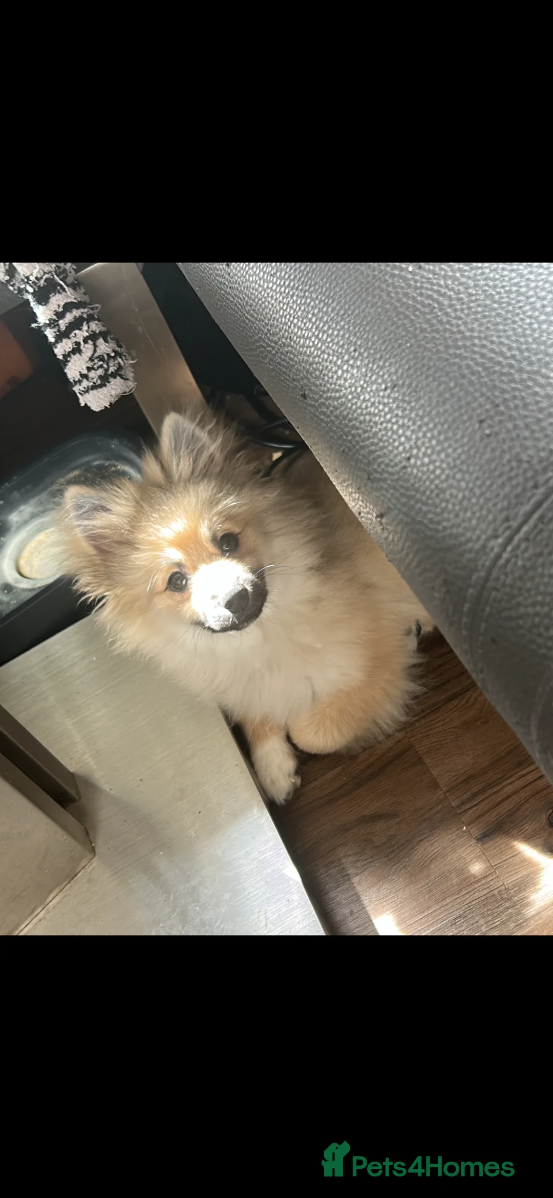 Pomeranian dogs for sale: Pomeranian male for sale - Advert 10
