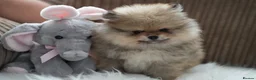Pomeranian dogs for sale: Four small cute pups  - Advert 2