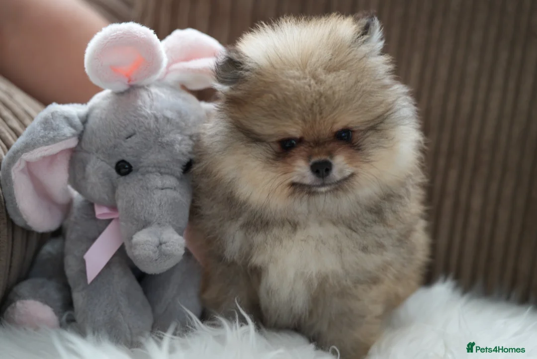 Pomeranian dogs for sale: Four small cute pups  - Advert 2