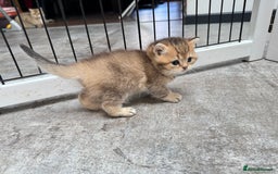 British Shorthair cats for sale: ✨🐾 Soft & Adorable Golden White Blue Kitten 🐾✨ - Image 12