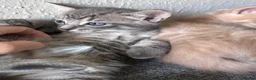 Mixed Breed cats for sale: ✨ 🐾 Kittens ready from today 🐾✨ - Advert 7