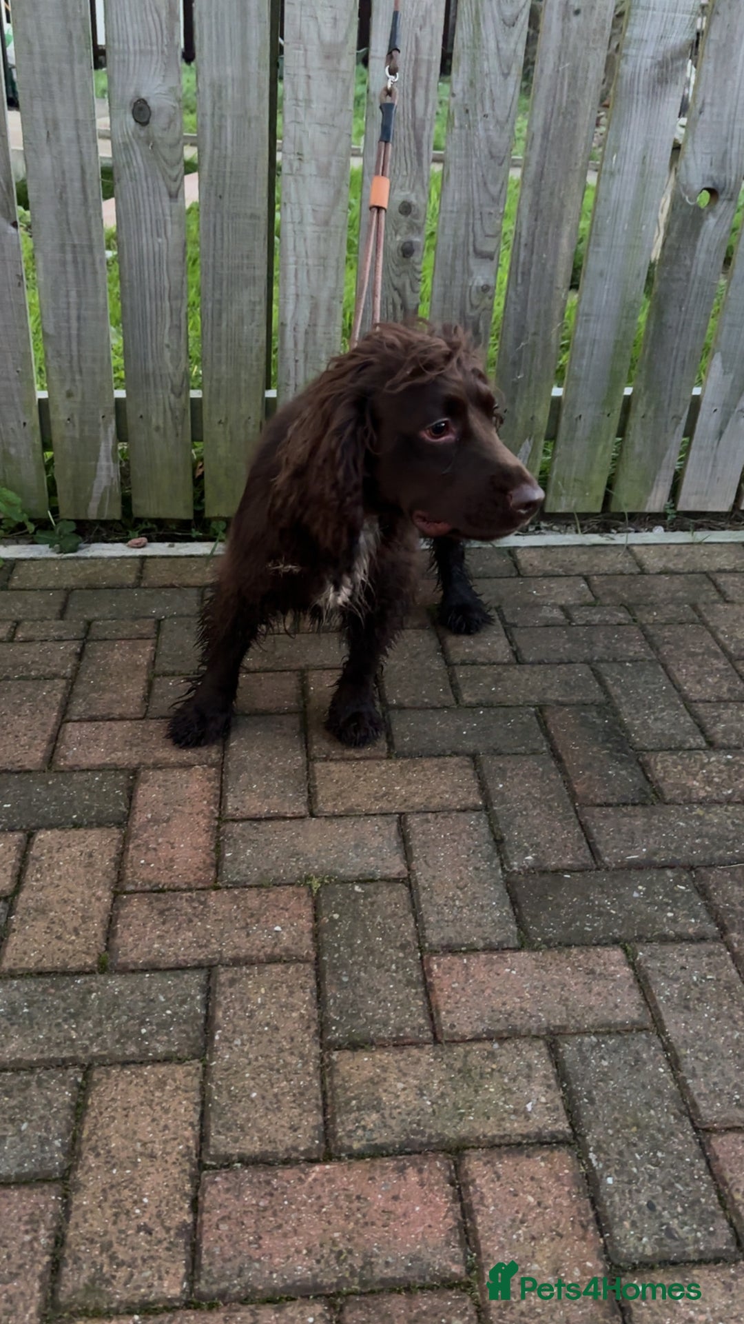 Cocker Spaniel dogs for sale: Lovely full of life male chocolate cocker spaniel. - Advert 4