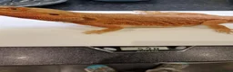 Bearded Dragon reptiles for sale: Red leather back bearded dragon  in Exeter - Advert 4