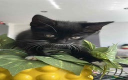 Mixed Breed cats for sale: Black and white kitten last of litter - Image 1