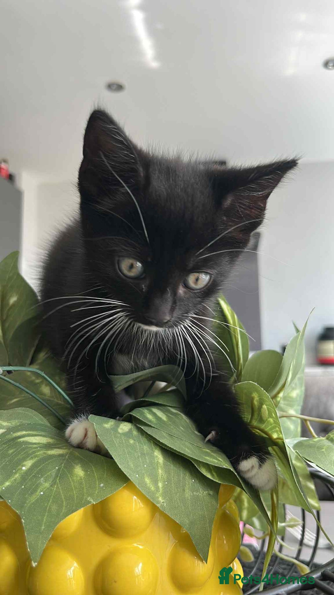 Mixed Breed cats for sale: Black and white kitten last of litter - Image 1
