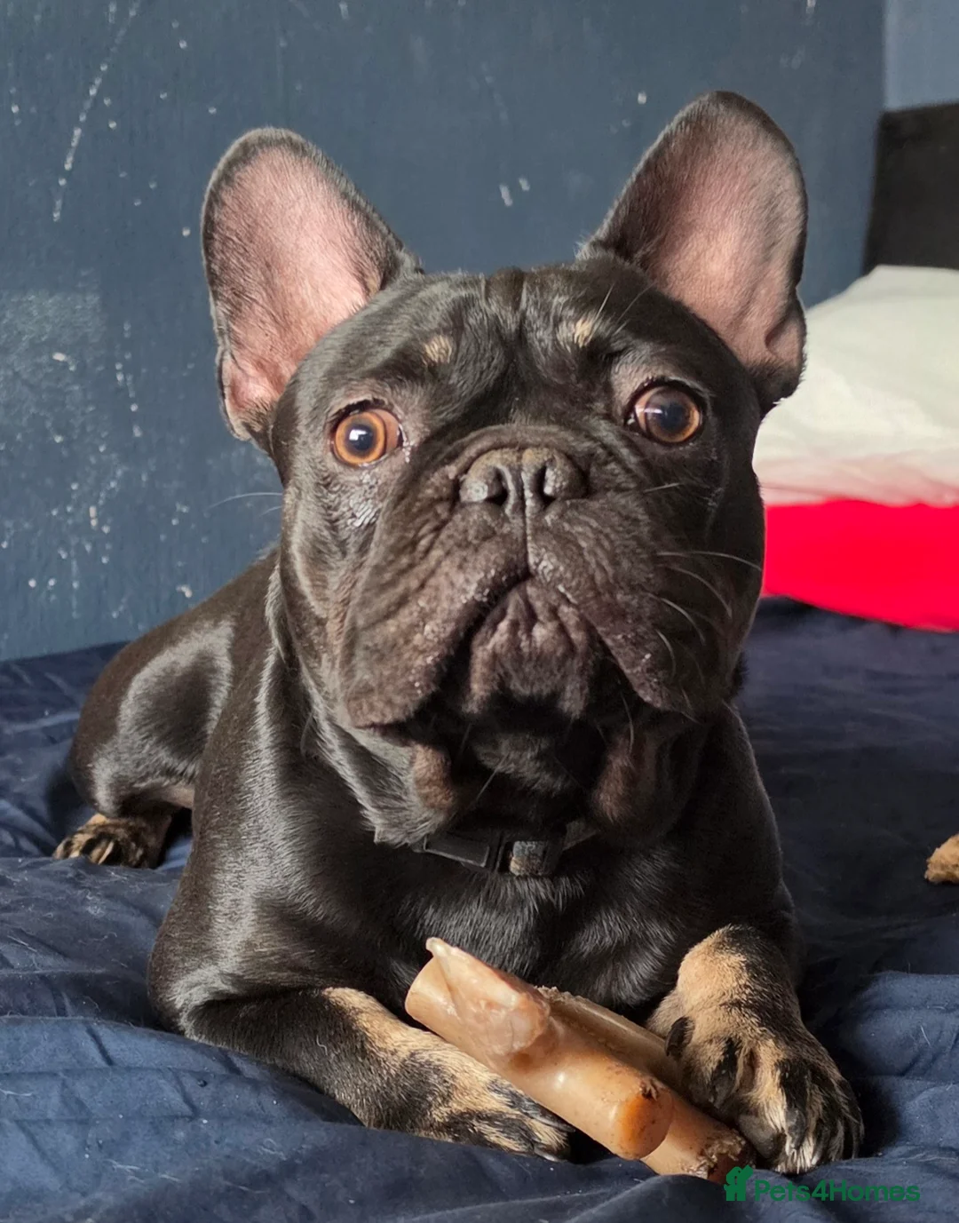 French Bulldog dogs for sale: Lovely boy french bulldog  - Advert 11