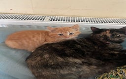 Munchkin cats for sale: Adorable Apricot-Marmalade Tabby Munchkin Male Kit - Image 19