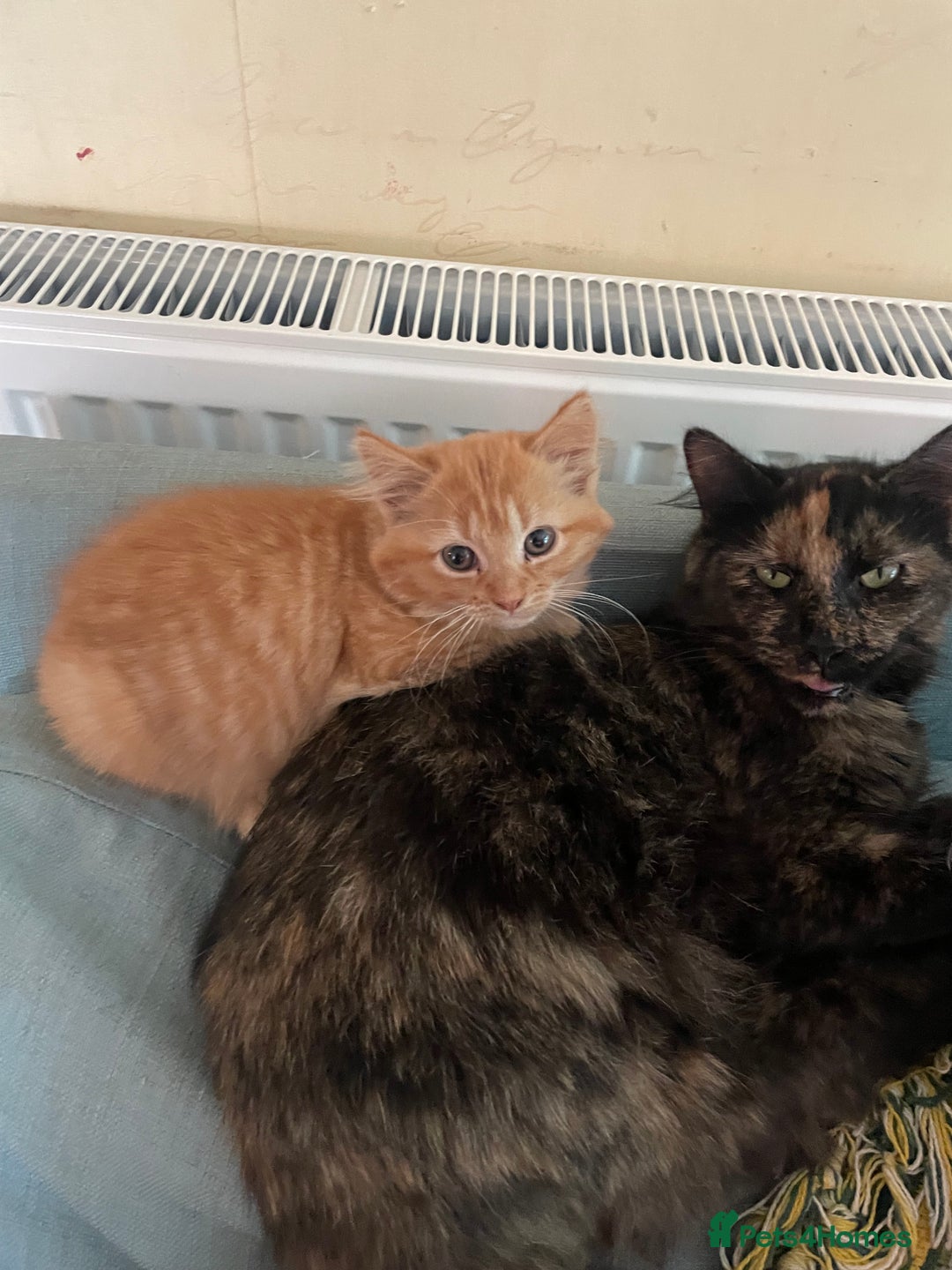 Munchkin cats for sale: Adorable Apricot-Marmalade Tabby Munchkin Male Kit - Image 19