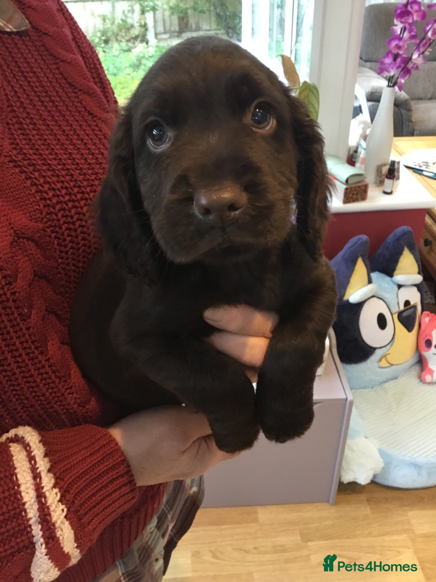 Cocker Spaniel dogs for sale: KC & HTCP COCKER SPANIEL PUPPIES  - Advert 1