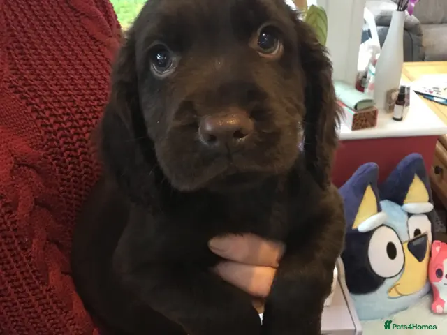 Cocker Spaniel dogs for sale: KC & HTCP COCKER SPANIEL PUPPIES - Advert 1