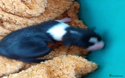 Basenji dogs for sale: Basenji pups  - Advert 4