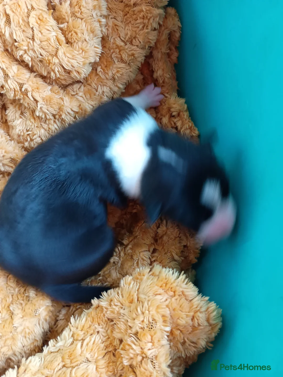 Basenji dogs for sale: Top quality lines pedigree Basenji pups.Ready now. - Advert 24