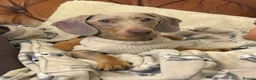 Miniature Dachshund dogs for sale: Miniature Dachshund Dapple Puppies 🐶 5🌟licensed  - Advert 13