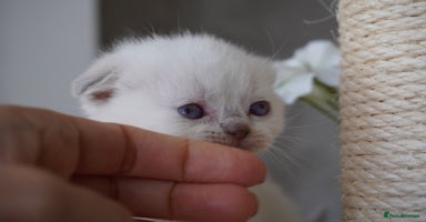 Scottish Fold cats - Advert 6