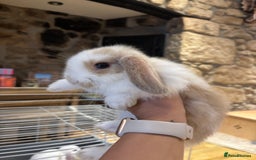 Mini Lop rabbits for sale: 🐰 Beautiful Mini Lop Bunnies 🐰 - Image 5