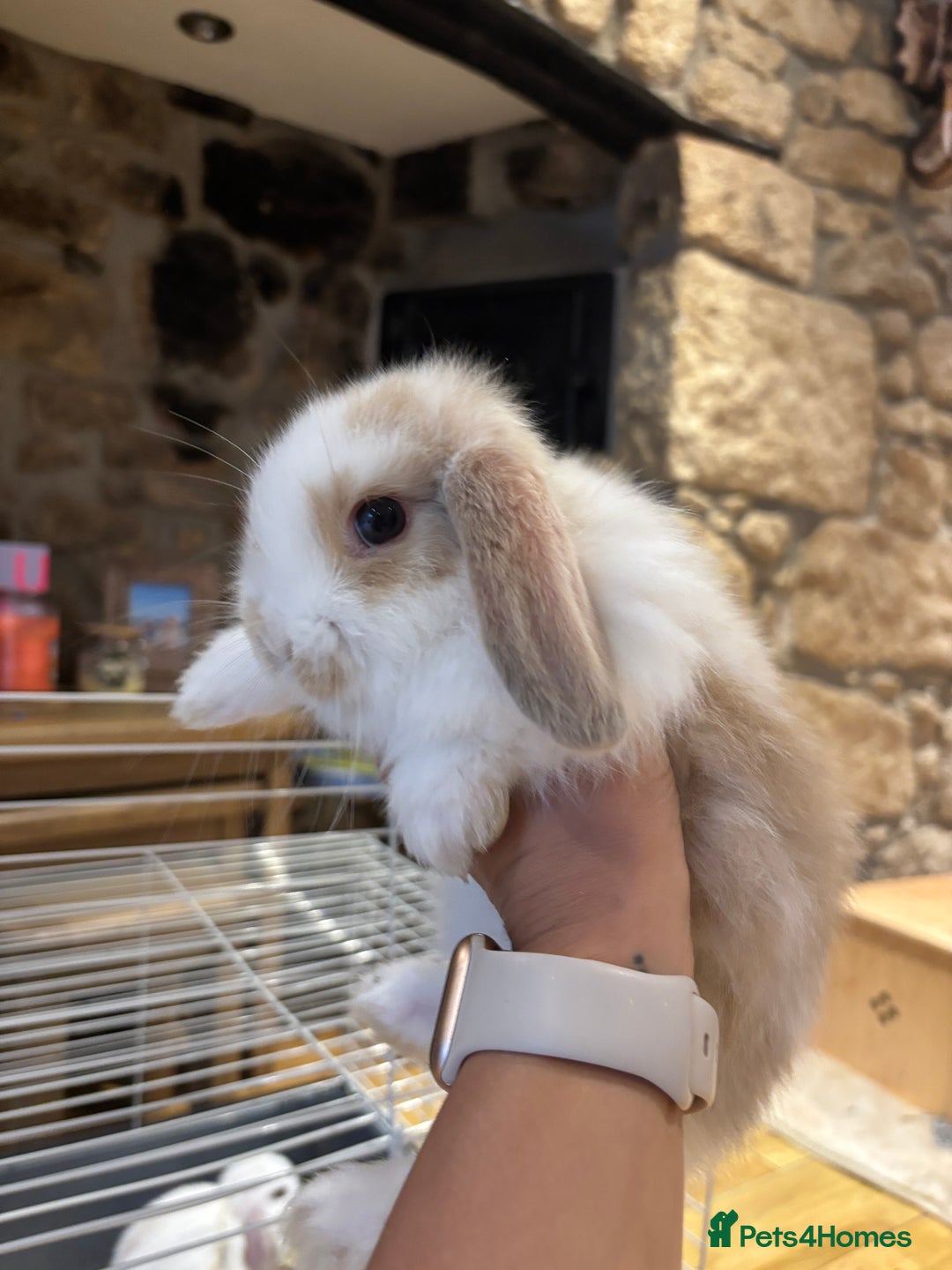 Mini Lop rabbits for sale: 🐰 Beautiful Mini Lop Bunnies 🐰 - Image 5