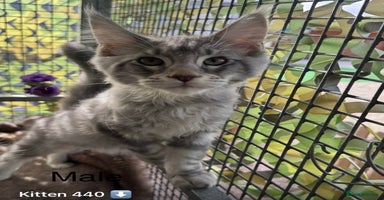 Maine Coon cats - Advert 16