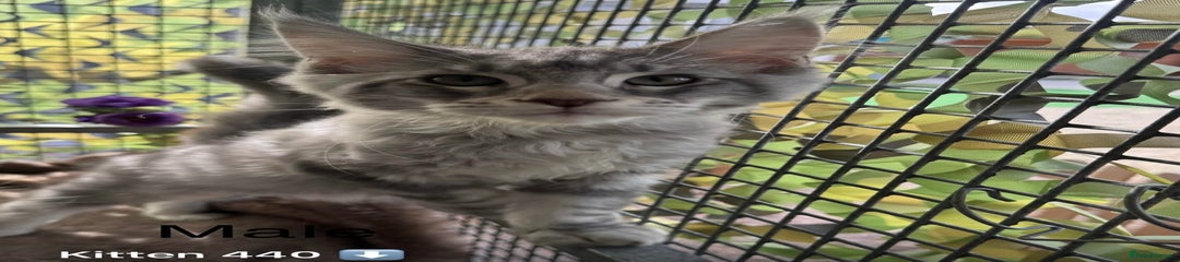 Maine Coon Kitten 440