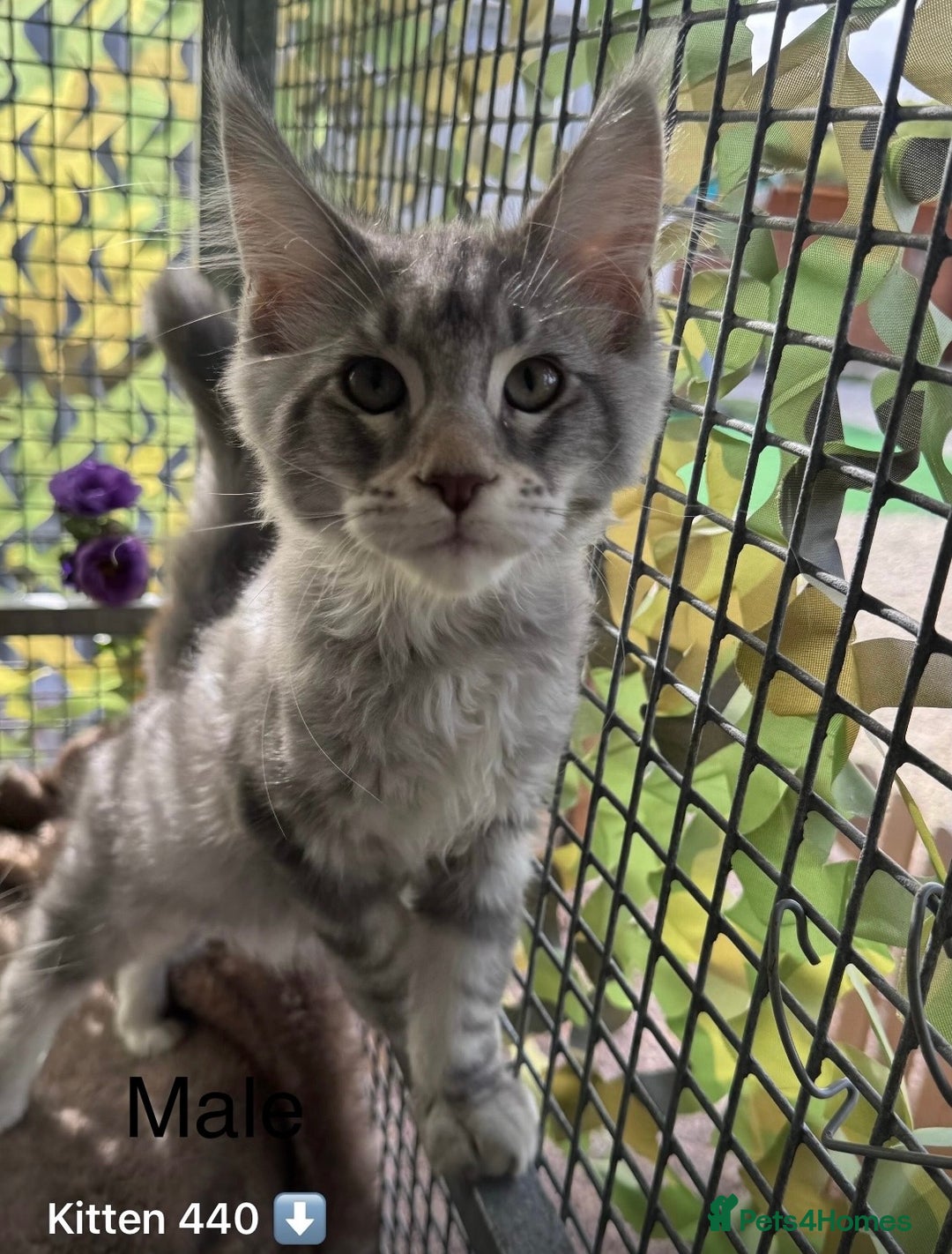 Maine Coon cats for sale: Registered GCCF Maine Coons - Image 3