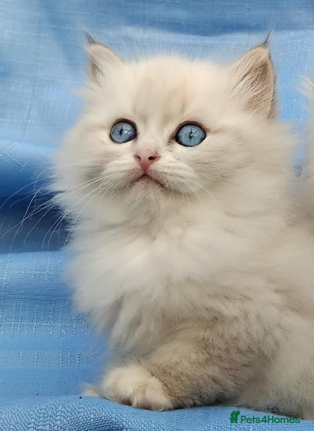 Siberian cats for sale: GCCF Registered Siberian kittens for sale  - Image 13