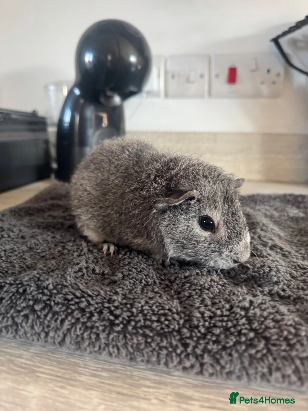 Guinea Pig rodents for sale: Rex boar guinea pigs  - Advert 9