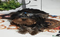 Yorkshire Terrier dogs for sale: 💝💝💝Both sides many champions 💝💝💝 in Leeds - Image 25