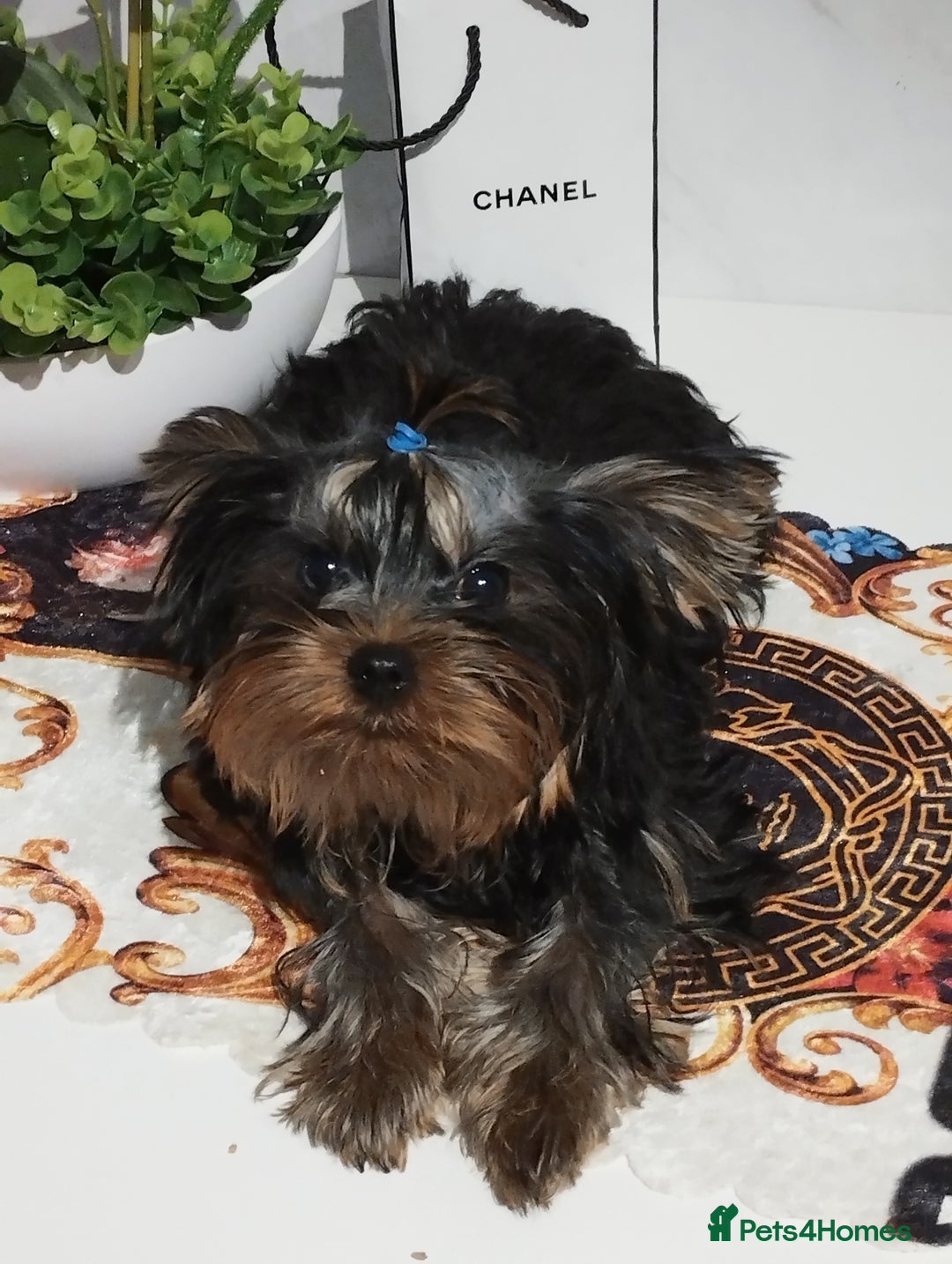 Yorkshire Terrier dogs for sale: 💝💝💝Both sides many champions 💝💝💝 in Leeds - Image 25