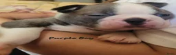 Boston Terrier dogs for sale: Beautiful Boston Babies looking for forever family - Advert 21